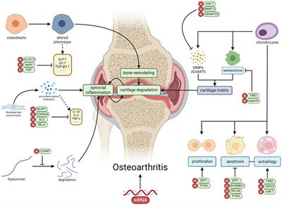 siRNA therapy in osteoarthritis: targeting cellular pathways for advanced treatment approaches